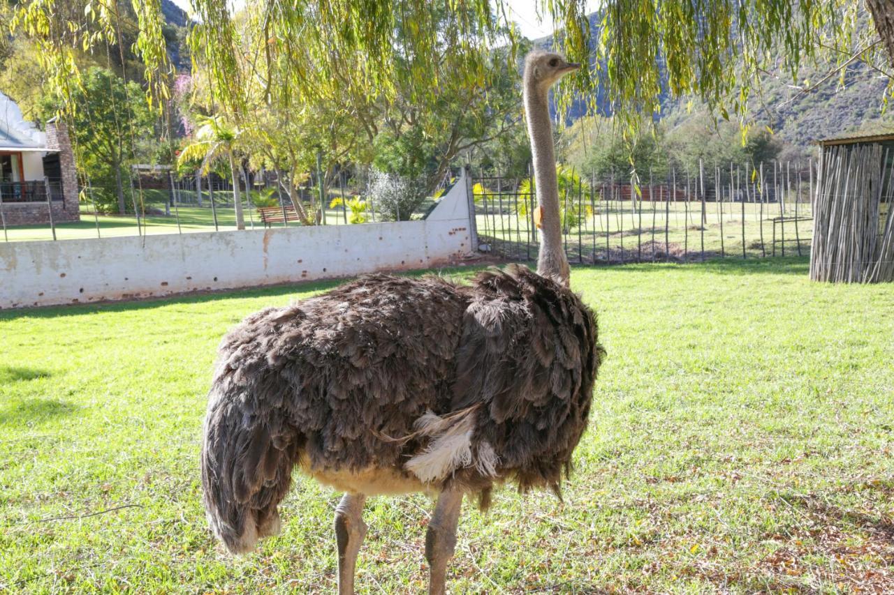 De Oude Meul Country Lodge & Restaurant Oudtshoorn Εξωτερικό φωτογραφία