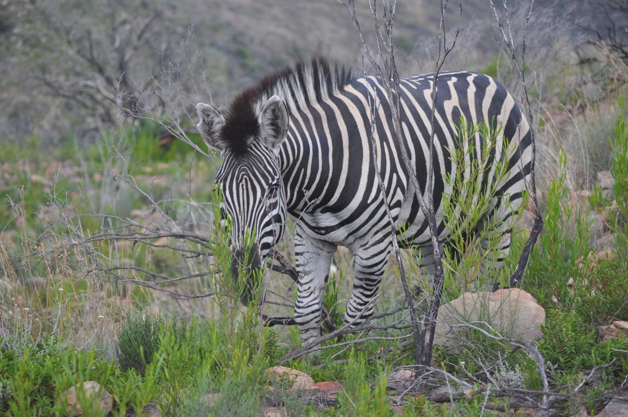 De Oude Meul Country Lodge & Restaurant Oudtshoorn Εξωτερικό φωτογραφία